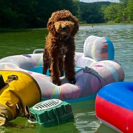 Goldendoodle All Grown Up from Shelley Torres's Goldendoodles