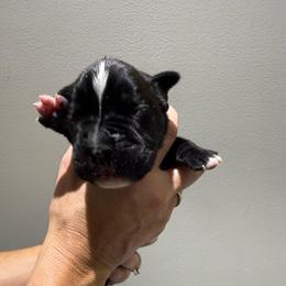 Black - Brindle male Boxer puppy in Jamesville, New York from Reynolds Homestead Boxers