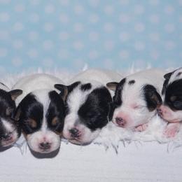 Jack Russell Terrier Puppies from Fleet Street Jack Russell Terriers