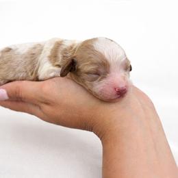Ranger - Blenheim male Cavapoo puppy in London, Kentucky from Blue Meadow Puppies