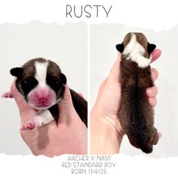 Rusty - Sable and white male American Corgi puppy in Santaquin, Utah from Blacktail Mountain Corgis