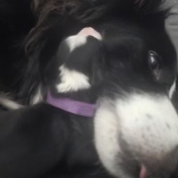 Lucky - Border Collie
