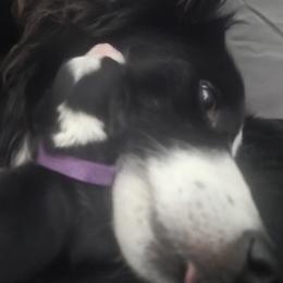 Lucky - Border Collie