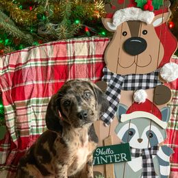 American Leopard Hound, Bluetick Coonhound, and German Shepherd Puppies from Haus Biery German Shepherds, Benchmark Blueticks & Leopard Hounds