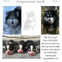 Pomsky puppies from Runamok Farm
