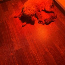 Green - Red  male Poodle puppy in Bessemer City, North Carolina from JJs Puppies of the Carolinas