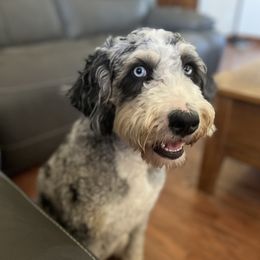 Mabel - Bernedoodle
