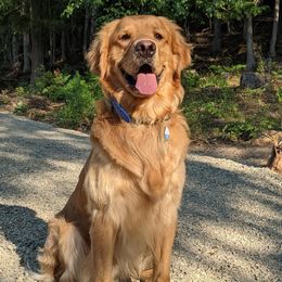 Golden Retrievers and Labrador Retrievers from Little Shadow Retrievers