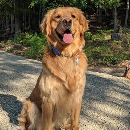 Golden Retrievers and Labrador Retrievers from Little Shadow Retrievers