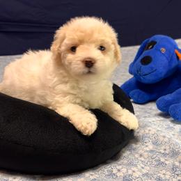 Coco-white collar - White and cream female Bichon Frise puppy in East Carondelet, (St Louis Metropolitan Area), Illinois from BichonSTL