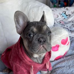 French Bulldog Puppies from LCBMM