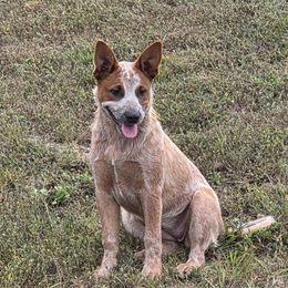 Girl 1 - female Australian Cattle Dog puppy in Lewisville, Ohio from By Design ACD