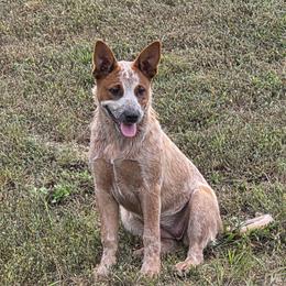 Girl 1 - female Australian Cattle Dog puppy in Lewisville, Ohio from By Design ACD