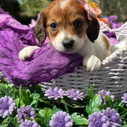 Daisybelle long hair - Piebald female Dachshund puppy in Lakeland, Florida from Elite Doxies Florida