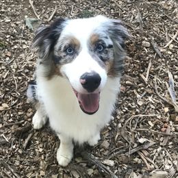 Ben - Australian Shepherd