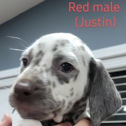 Dalmatian Puppies from RMS Dalmatians