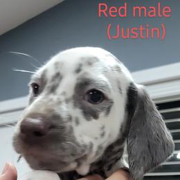 Dalmatian Puppies from RMS Dalmatians