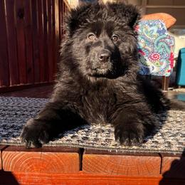 German Shepherd Puppies from Tabor Springs GSD