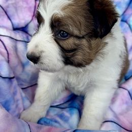 Anela - Sable female Border Collie puppy in Conroe, Texas from Aloha Border Collies