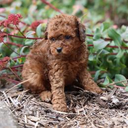 Bean - Merle female Whoodle puppy in West Bend, Iowa from Blue Skies Terriers