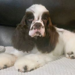 Kristoff - Brown and white Cocker Spaniel puppy in Delphi, Indiana from Benchmark Cockers