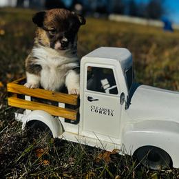 Turkey - Sable male Pembroke Welsh Corgi puppy in Sheldon, Missouri from Clearsky Corgis