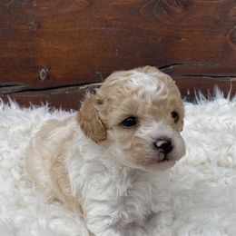 Boy 1 - Parti male Poodle puppy in Spring Hill, Tennessee from Duke's Mini & Toy Australian Shepherds & Aussiedoodles