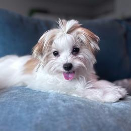Wall-E - Tan and white male Yorkshire Terrier puppy in Antioch, Nevada from Precious Puppies