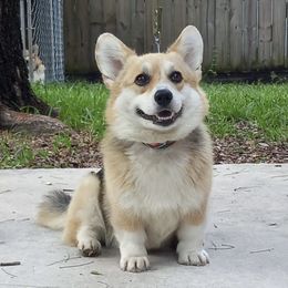 Brooke - Pembroke Welsh Corgi
