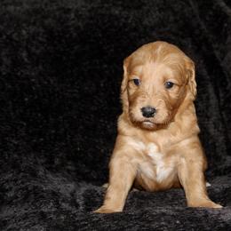 Goldendoodle Puppies from Silver Barn Doodles