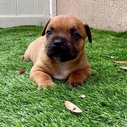 Male 3 - Red male Staffordshire Bull Terrier puppy in Lakeland, Florida from English Creek Staffords