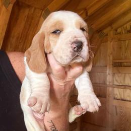 Girl 1 - Red and white female Basset Hound puppy in St. Cloud, Florida from Fancy Hounds