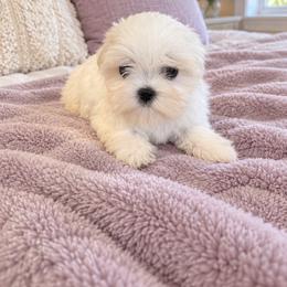 Eleanor - White female Maltese puppy in Bryn Mawr, Pennsylvania from Main line furry friends