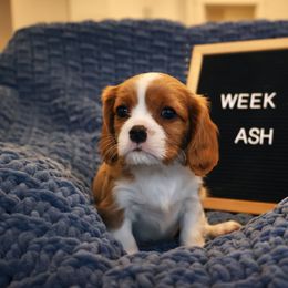 Ash - Cavalier King Charles Spaniel puppy from Bella Notte Cavaliers