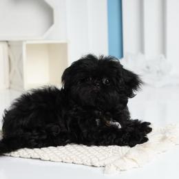 Marco - Black male Shih Tzu puppy in Douglas, Massachusetts from Majesty’s Shih Tzus