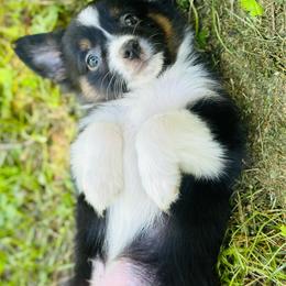 Sparky - Black tri male Toy Australian Shepherd puppy in Garvin, Oklahoma from Hochatown Awesome Aussies
