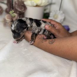 Aussiedoodle, Bernedoodle, Goldendoodle, and Poodle Puppies from Vallevistadoodles