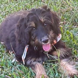 Remi - Black tri male Miniature American Shepherd puppy in Crowley, Texas from Nelson's Aussies and Aussiedoodles