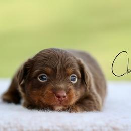 Eclipse - Red tri female Toy Australian Shepherd puppy in Prague, Oklahoma from Clay Creek Aussies