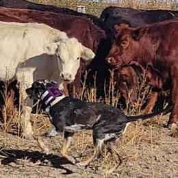 Catahoula Leopard Dogs from Bradford Catahoulas