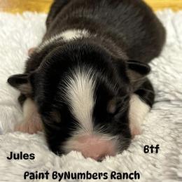 Jules - Black tri-color female Australian Shepherd puppy in Magee, Mississippi from Paint ByNumbers Ranch
