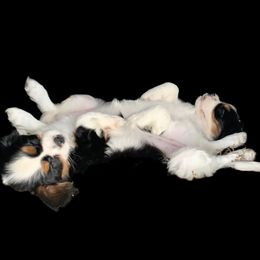 Goldendoodles from Safari Doodles