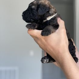 Poodle Puppies from Nay Design Poodles