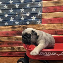 Girl 1 - Fawn female Pug puppy in Auburn, Kentucky from Prentice Family Pugs