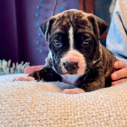 Barry - Black brindle male American Staffordshire Terrier puppy in Cloverdale, Indiana from Woodshire American Staffordshire Terrier’s