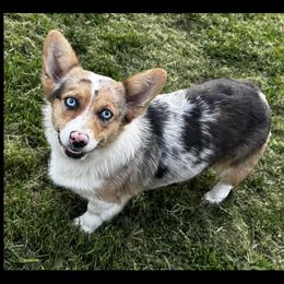 American Corgis and Pembroke Welsh Corgis from Bailey Nannini