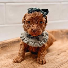 Athene - Red  female Goldendoodle puppy in Iola, Texas from Supreme Doodles of Texas