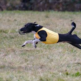 Basenji All Grown Up from Makindu Basenjis