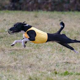 Basenji All Grown Up from Makindu Basenjis