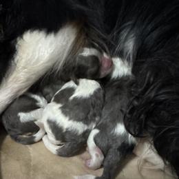 Cavapoo puppies from Garlands Doodles